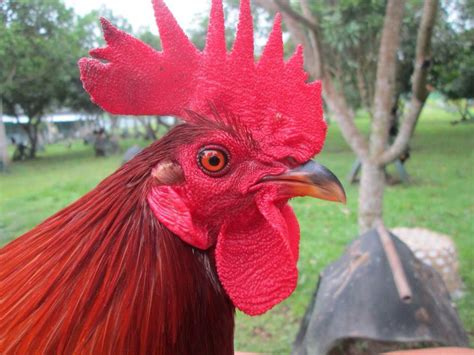 How to bring the rooster on point .